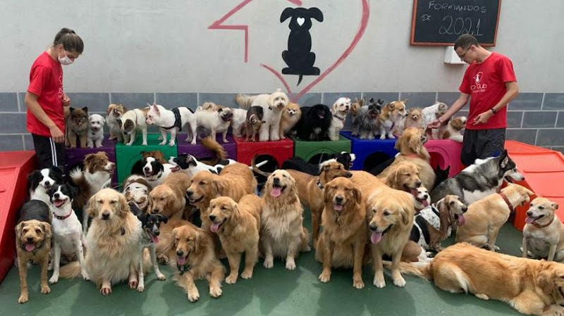 Dog Club - Daycare for Dogs